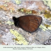 erebia melancholica tcheget male2